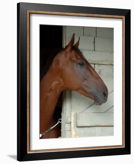 Race Horse in Barn, Saratoga Springs, New York, USA-Lisa S. Engelbrecht-Framed Photographic Print