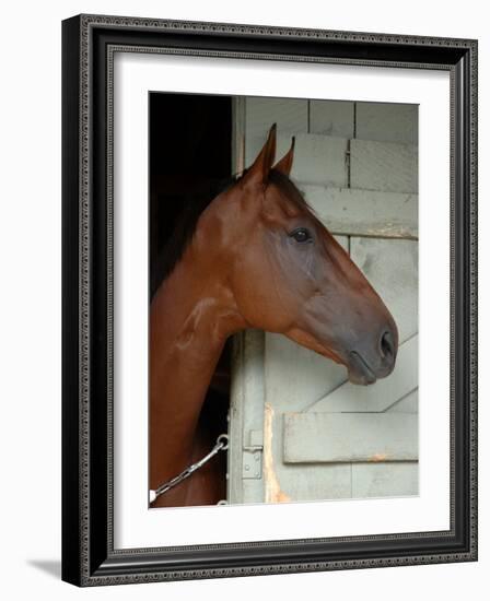 Race Horse in Barn, Saratoga Springs, New York, USA-Lisa S. Engelbrecht-Framed Photographic Print