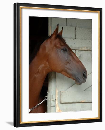 Race Horse in Barn, Saratoga Springs, New York, USA-Lisa S. Engelbrecht-Framed Photographic Print