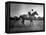 Race Horse Man O' War-null-Framed Premier Image Canvas