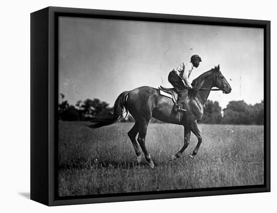 Race Horse Man O' War-null-Framed Premier Image Canvas