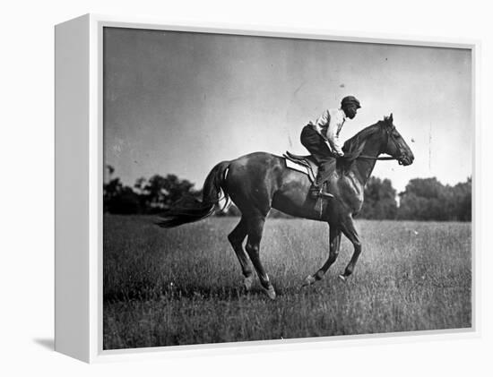 Race Horse Man O' War-null-Framed Premier Image Canvas