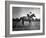 Race Horse Man O' War-null-Framed Photographic Print