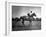 Race Horse Man O' War-null-Framed Photographic Print