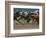 Race Horses in Action, Saratoga Springs, New York, USA-Lisa S^ Engelbrecht-Framed Photographic Print