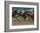 Race Horses in Action, Saratoga Springs, New York, USA-Lisa S^ Engelbrecht-Framed Photographic Print