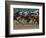 Race Horses in Action, Saratoga Springs, New York, USA-Lisa S^ Engelbrecht-Framed Photographic Print