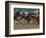 Race Horses in Action, Saratoga Springs, New York, USA-Lisa S^ Engelbrecht-Framed Photographic Print