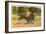 Race Horses, Saratoga Springs, New York-null-Framed Art Print