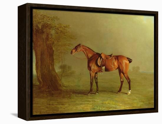 Racehorse (Oil on Board)-Benjamin Marshall-Framed Premier Image Canvas