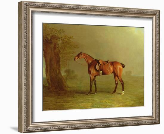 Racehorse (Oil on Board)-Benjamin Marshall-Framed Giclee Print