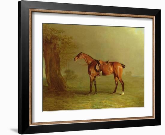 Racehorse (Oil on Board)-Benjamin Marshall-Framed Giclee Print