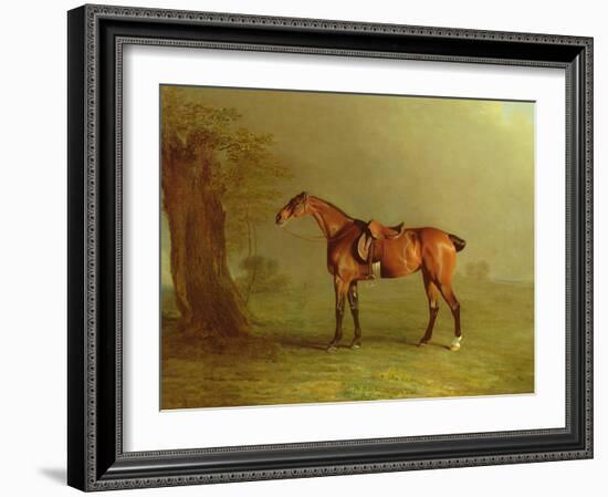 Racehorse (Oil on Board)-Benjamin Marshall-Framed Giclee Print