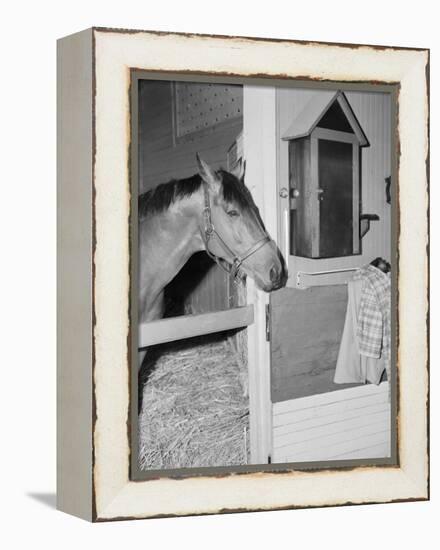 Racehorse Seabiscuit-null-Framed Premier Image Canvas