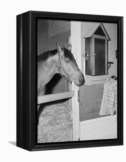 Racehorse Seabiscuit-null-Framed Premier Image Canvas