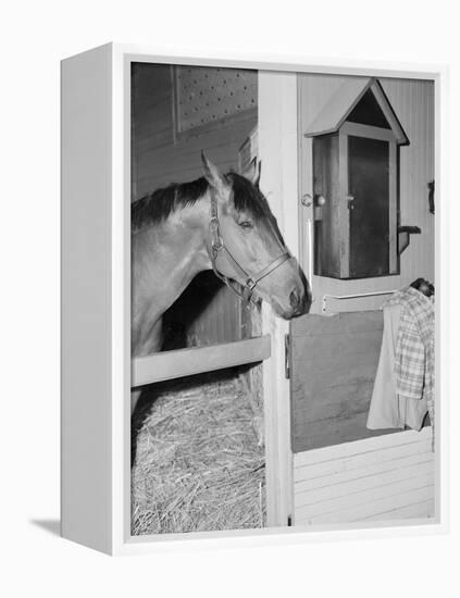 Racehorse Seabiscuit-null-Framed Premier Image Canvas