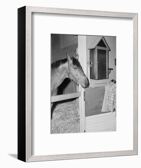 Racehorse Seabiscuit-null-Framed Photographic Print