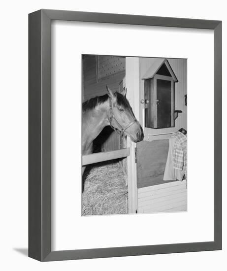 Racehorse Seabiscuit-null-Framed Photographic Print