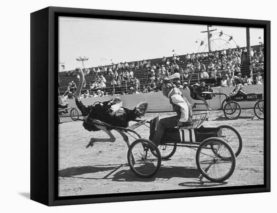 Racers During the Ostrich Racing, Grange County Fair-Loomis Dean-Framed Premier Image Canvas