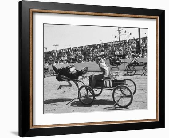 Racers During the Ostrich Racing, Grange County Fair-Loomis Dean-Framed Photographic Print