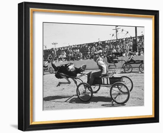 Racers During the Ostrich Racing, Grange County Fair-Loomis Dean-Framed Photographic Print