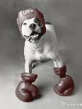Boxing Dog-Rachael Hale-Art Print
