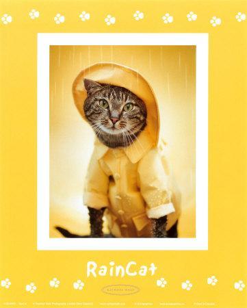 THE CAT'S PAJAMAS 101 OF THE WORLD'S CUTEST CATS BY RACHAEL HALE HARDCOVER  BOOK 9780740779640