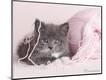 Photographic Print