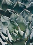 Ice Plant Clovers-Rachel Perry-Art Print