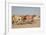 Racing Camels with a Robot Jockeys, Dubai, United Arab Emirates-Philip Lange-Framed Photographic Print