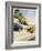 Racing Cars of 1926: Oddly One Car is Carrying Two People the Others Only One-Norman Reeve-Framed Photographic Print