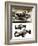 Racing Cars-Wilf Hardy-Framed Giclee Print