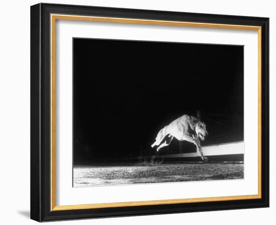 Racing Greyhound Captured at Full Speed by High Speed Camera in Race at Wonderland Park-Gjon Mili-Framed Photographic Print
