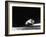 Racing Greyhound Captured at Full Speed by High Speed Camera in Race at Wonderland Park-Gjon Mili-Framed Photographic Print