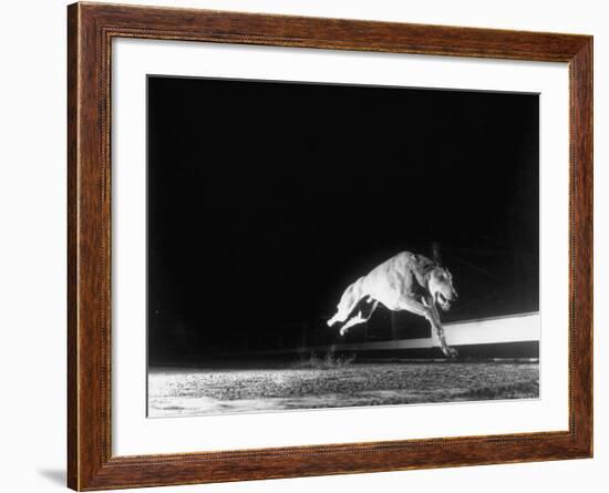 Racing Greyhound Captured at Full Speed by High Speed Camera in Race at Wonderland Park-Gjon Mili-Framed Photographic Print