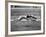 Racing Greyhound Wild Wolf-null-Framed Photographic Print