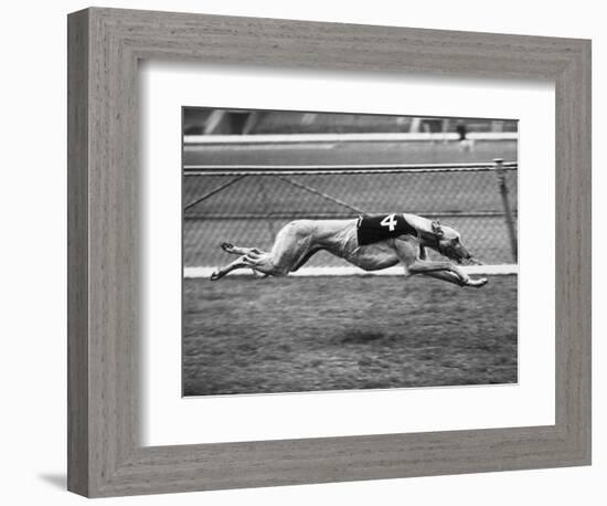 Racing Greyhound Wild Wolf-null-Framed Photographic Print