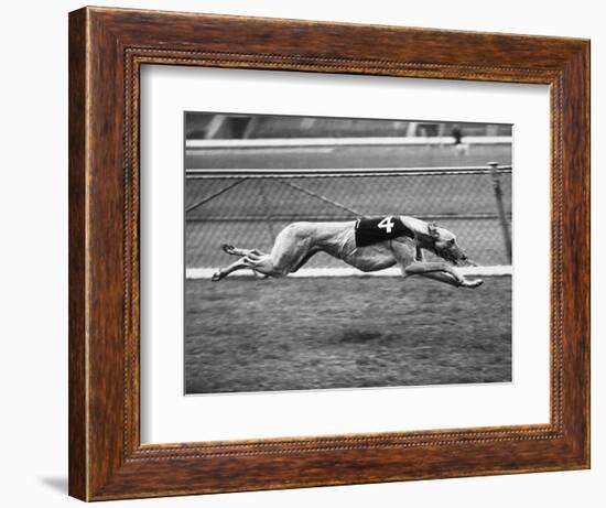 Racing Greyhound Wild Wolf-null-Framed Photographic Print