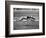 Racing Greyhound Wild Wolf-null-Framed Photographic Print