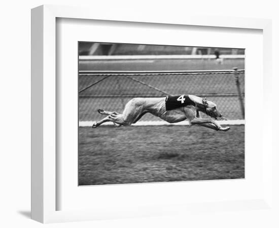 Racing Greyhound Wild Wolf-null-Framed Photographic Print