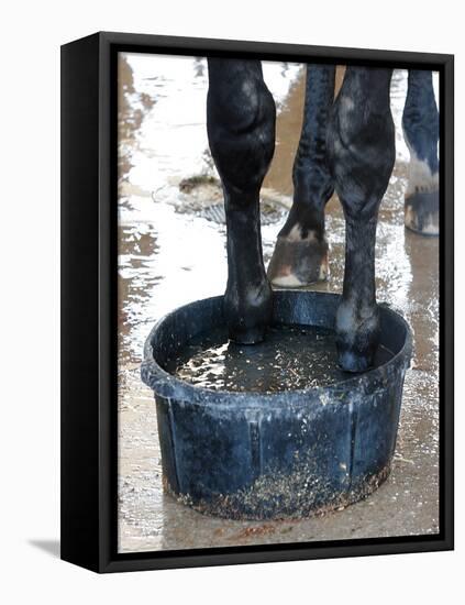 Racing Horse Kinetic Yankee is Cooled off-null-Framed Premier Image Canvas