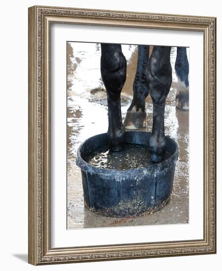 Racing Horse Kinetic Yankee is Cooled off-null-Framed Photographic Print