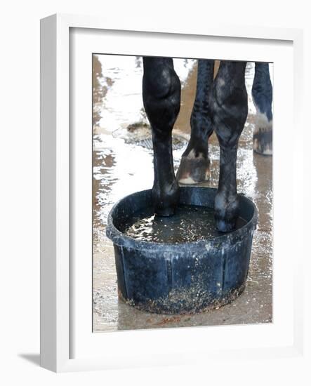 Racing Horse Kinetic Yankee is Cooled off-null-Framed Photographic Print