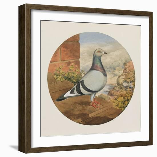 Racing Pigeons, Paris to London, 1880-Henry Stephen Ludlow-Framed Giclee Print