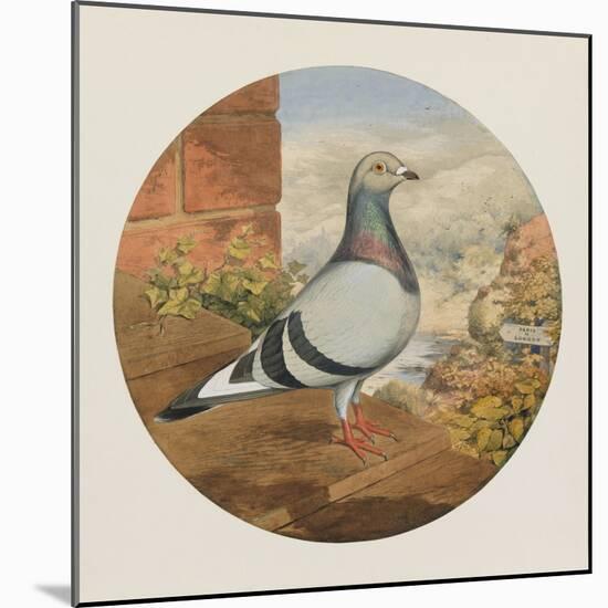 Racing Pigeons, Paris to London, 1880-Henry Stephen Ludlow-Mounted Giclee Print