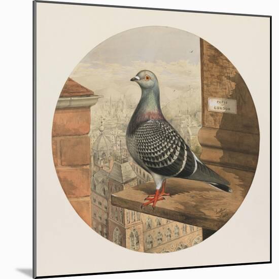 Racing Pigeons, Paris to London, 1880-Henry Stephen Ludlow-Mounted Giclee Print