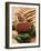 Rack of Lamb with Sichuan Pepper on Fried Sage-null-Framed Photographic Print