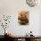 Rack of Lamb with Sichuan Pepper on Fried Sage-null-Photographic Print displayed on a wall