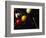 Rack of Pool Balls with Chalk and Cue-Ernie Friedlander-Framed Photographic Print