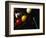 Rack of Pool Balls with Chalk and Cue-Ernie Friedlander-Framed Photographic Print